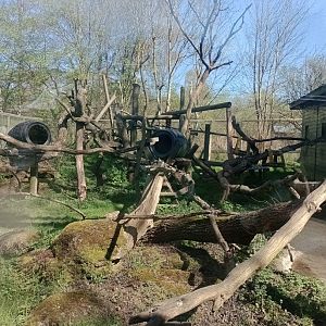 Binturong enclosure