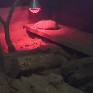 Six-banded armadillo