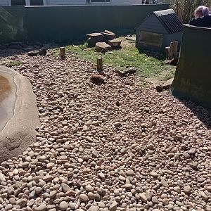 Asian short-clawed otter