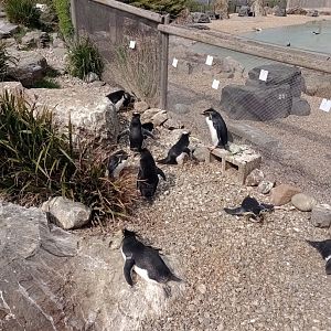 Northern rockhopper penguins
