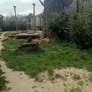 LIONS OF INDIA-Sonika eating