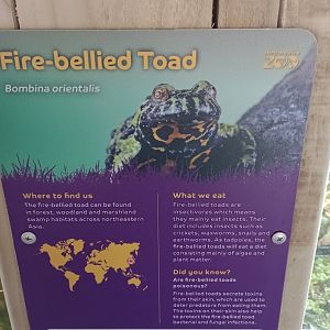 LIONS OF INDIA-Fire-bellied toad sign
