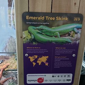 LIONS OF INDIA-Emerald tree skink signage