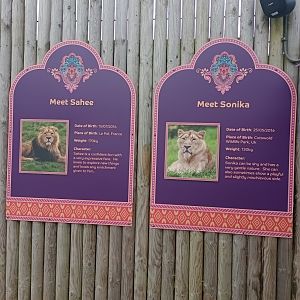 LIONS OF INDIA-Lions sings