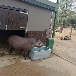 Lowland tapir