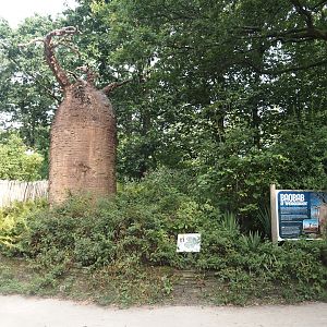 Fake baobab in Madagascar area, 2024-08-18