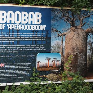 Madagascar baobab signage, 2024-08-18