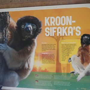 Crowned sifaka signage, 2024-08-18