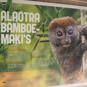 Alaotra bamboo lemur signage, 2024-08-18