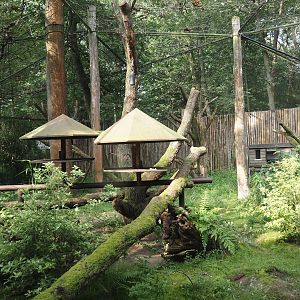 Alaotra bamboo lemur and Crowned sifaka exhibit, 2024-08-18