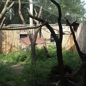 Alaotra bamboo lemur and Crowned sifaka exhibit, 2024-08-18