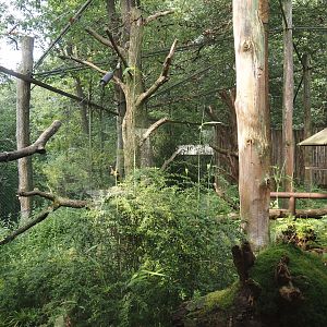 Alaotra bamboo lemur and Crowned sifaka exhibit, 2024-08-18