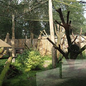 Alaotra bamboo lemur and Crowned sifaka exhibit, 2024-08-18