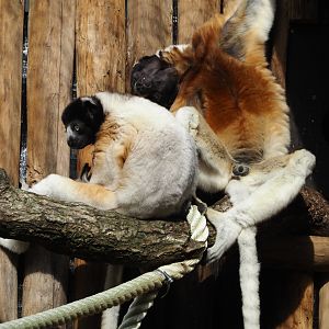 Crowned sifakas (Propithecus coronatus), 2024-08-18