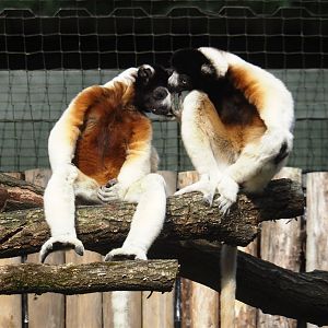 Crowned sifakas (Propithecus coronatus), 2024-08-18