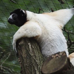 Crowned sifaka (Propithecus coronatus), 2024-08-18