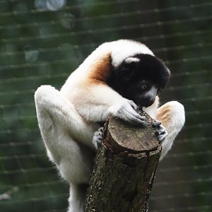 Crowned sifaka (Propithecus coronatus), 2024-08-18