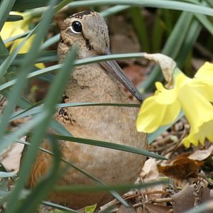 American woodcock