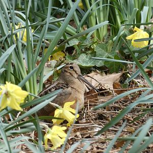 American woodcock