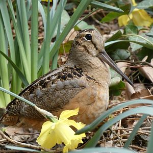 American woodcock