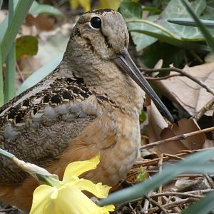 American woodcock