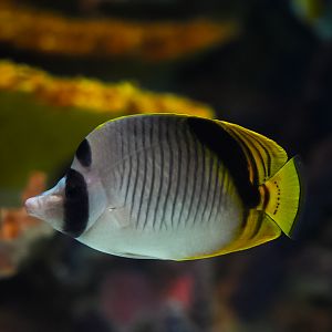 Spot-nape Butterflyfish