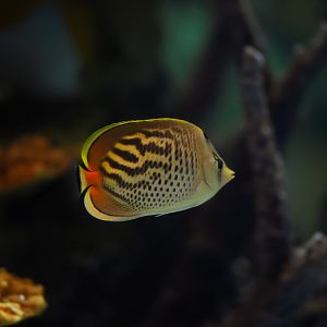 Sunset Butterflyfish