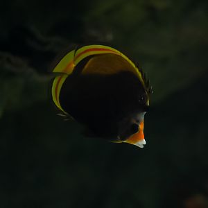 Dusky Butterflyfish