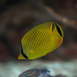 Latticed Butterflyfish