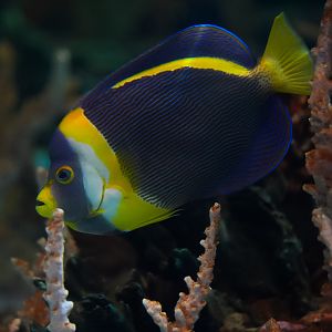 Scribbled Angelfish
