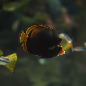 Dusky Butterflyfish