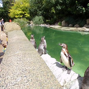 Humboldt penguins VERY close to visitors 7.7.24