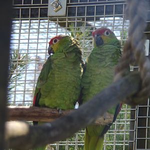 Ecuadorian amazon parrots 7.7.24
