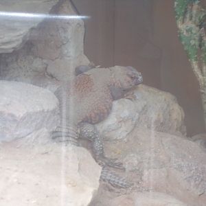 Geyr’s spiny-tailed lizard 7.7.24