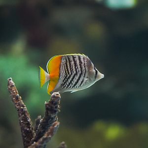 Mertensii Butterflyfish