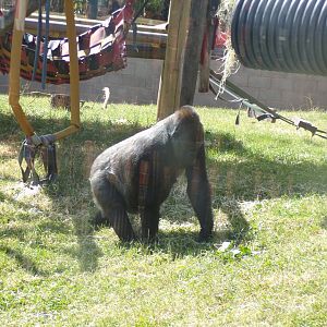 Western lowland gorilla female 7.7.24