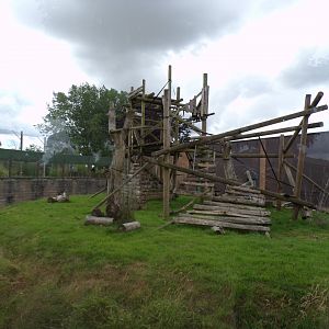 L’hoest’s monkey enclosure 7.7.24