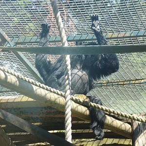 Columbian black spider monkey 7.7.24