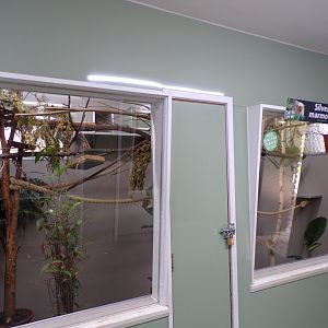 Silvery marmoset indoors 7.7.24