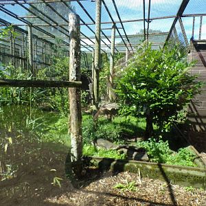 Amur leopard enclosure 7.7.24