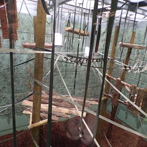 Pileated gibbon indoors 7.7.24