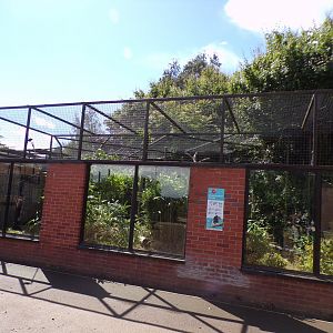 Silvery-cheeked hornbill aviary 7.7.24