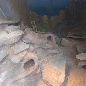 Pancake tortoise and Geyr’s spiny-tailed lizard enclosure 7.7.24