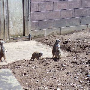 Meerkats 7.7.24
