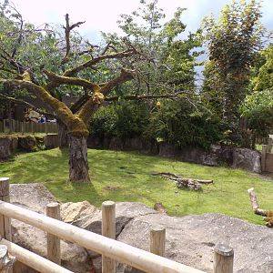 Aldabra giant tortoise enclosure 7.7.24