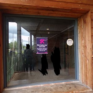 Empty gibbon enclosure (and my reflection) 7.7.24