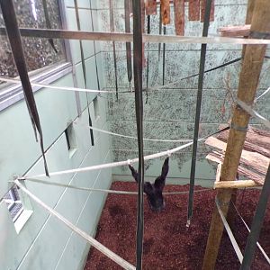 Pileated gibbon indoors 7.7.24