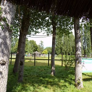 Free-roaming emperor tamarin trees and zebra enclosure behind 7.7.24