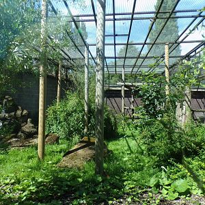 Amur leopard enclosure 7.7.24
