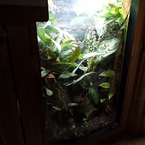 Chapa bug-eyed frog terrarium 7.7.24